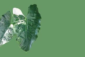 Isolated colocasia morning dew leaf and colocasia milky way leaf with clipping paths. photo