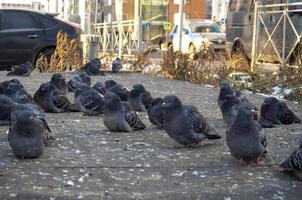 A flock of pigeons is sitting on the asphalt.   Pigeons in winter photo