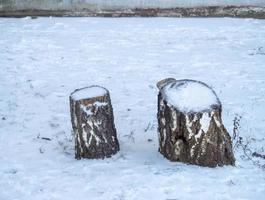 A stump from a birch in the snow. Birch stump photo