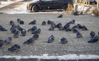 una bandada de palomas está sentada sobre el asfalto. pájaros en la ciudad. foto