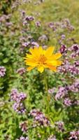 ett orange calendula blomma i en grön rabatt. video