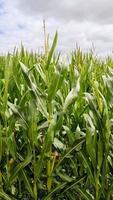 aérienne d'un grand champ avec plant de maïs au soleil et nuages. video