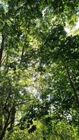 schöner Blick in einen dichten grünen Wald mit hellem Sonnenlicht, das tiefe Schatten wirft video