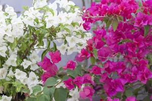 Pink and White Bougainvillea flower bloom in the garden for background. photo