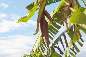 Banana blossoms hanging on tree in the garden on bright sky background. photo