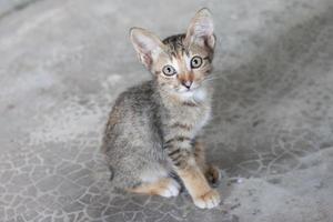 A cute little kitten sitting on the cement floor and looking at the camera. photo