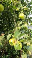 manzanas verdes en una rama listas para ser cosechadas con un enfoque selectivo y un bokeh suave video