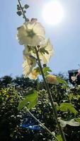 roze bloem stockrozen close-up op een groene en frisse achtergrond video