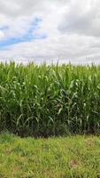 visie van een hoog veld- met maïs fabriek in zon en wolken. video