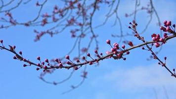 Beautiful blooming trees in blossom during springtime against the blue sky. video