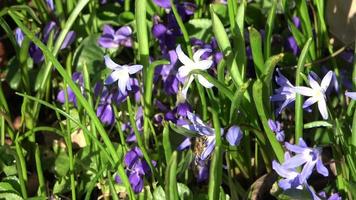 una abeja busca néctar en las flores de iris púrpura. video