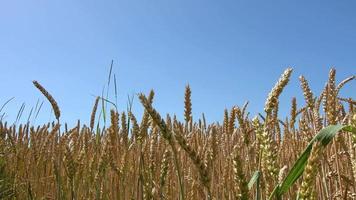 bellissimo orecchie di segale e Grano in movimento lentamente nel il vento su un' soleggiato giorno video