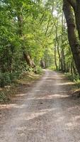 caminando por un sendero en un denso bosque verde con luz solar brillante que proyecta una sombra profunda video