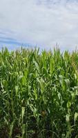 aérienne d'un grand champ avec plant de maïs au soleil et nuages. video