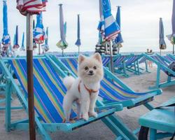 Dog standing on a blue chair looking directly at the seashore under the bright sky photo