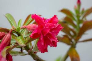 flores, hermosas azaleas rojas en plena floración adenium desenfoque en el fondo foto