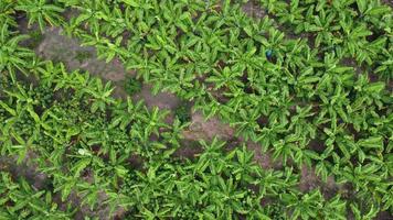 Aerial view of Cultivation trees and plantation in outdoor nursery. Banana plantation in rural Thailand. Cultivation business. Natural landscape background. video