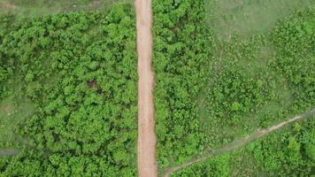 Aerial view of a dirt road cutting through a pasture in spring. Top view of fields or grazing in rural.