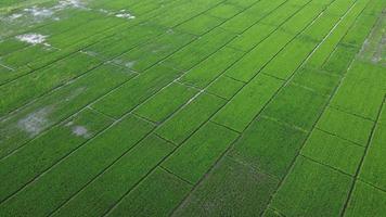 vista aérea de campos de arroz o áreas agrícolas afectadas por las inundaciones de la temporada de lluvias. vista superior de un río desbordado después de fuertes lluvias e inundaciones de campos agrícolas. video
