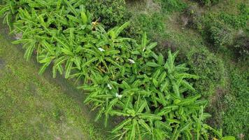 Luftaufnahme von Anbaubäumen und Plantage in Baumschulen im Freien. Bananenplantage im ländlichen Thailand. Anbaugeschäft. natürlicher Landschaftshintergrund. video