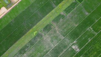 vista aérea de campos de arroz o áreas agrícolas afectadas por las inundaciones de la temporada de lluvias. vista superior de un río desbordado después de fuertes lluvias e inundaciones de campos agrícolas. concepto de cambio climático video