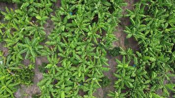 Aerial view of Cultivation trees and plantation in outdoor nursery. Banana plantation in rural Thailand. Cultivation business. Natural landscape background. video