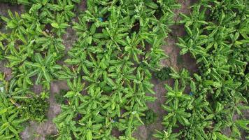 Aerial view of Cultivation trees and plantation in outdoor nursery. Banana plantation in rural Thailand. Cultivation business. Natural landscape background. video