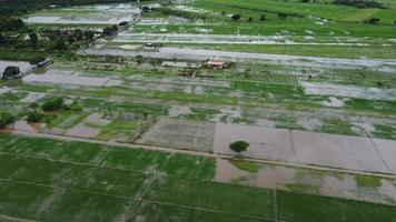 vista aérea de los arrozales o las zonas agrícolas afectadas por las inundaciones de la temporada de lluvias. vista superior de un río que fluye después de fuertes lluvias e inundaciones de campos agrícolas en aldeas rurales. concepto de cambio climático video