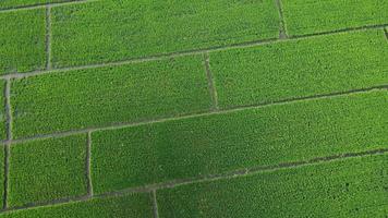 vista aérea de campos de arroz ou áreas agrícolas afetadas por inundações da estação chuvosa. vista superior de um rio transbordando após fortes chuvas e inundações de campos agrícolas. video