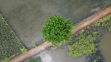 vue aérienne des rizières ou des zones agricoles touchées par les inondations de la saison des pluies. vue de dessus d'une rivière qui déborde après de fortes pluies et l'inondation des champs agricoles. video