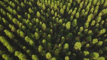 vista aérea de la plantación de eucaliptos en tailandia. vista superior de las áreas de cultivo o tierras agrícolas en viveros al aire libre. negocio de cultivo. fondo de paisaje natural.