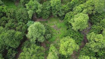 Aerial view of Cultivation trees and plantation in outdoor nursery. Beautiful agricultural garden. Cultivation business. Natural landscape background. video