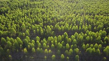 vista aérea da plantação de eucalipto na tailândia. vista superior de áreas de cultivo ou terrenos agrícolas em viveiro ao ar livre. negócio de cultivo. fundo de paisagem natural. video