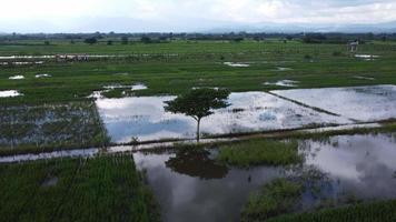Aerial view of rice fields or agricultural areas affected by rainy season floods. Top view of a river overflowing after heavy rain and flooding of agricultural fields. video