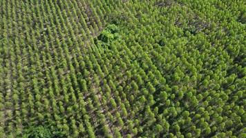 aereo Visualizza di il eucalipto piantagione nel il caldo sera luce del sole. superiore Visualizza di coltivazione le zone o agricolo terra nel all'aperto asilo. coltivazione attività commerciale. naturale paesaggio sfondo. video