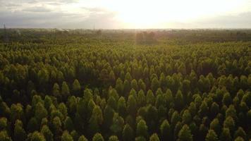 aereo Visualizza di eucalipto piantagione nel Tailandia. superiore Visualizza di coltivazione le zone o agricolo terra nel all'aperto asilo. coltivazione attività commerciale. naturale paesaggio sfondo. video