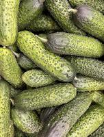 Background of fresh green cucumbers photo