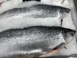 Fresh rainbow trout on the counter in the store photo