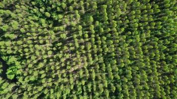 Aerial view of eucalyptus plantation in Thailand. Top view of cultivation areas or agricultural land in outdoor nursery. Cultivation business. Natural landscape background. video
