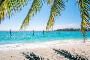 palm leaves on the  tropical sea beach background in Summer concept photo