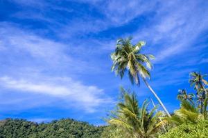 palmeras y cielo azul. como verano en el fondo de la naturaleza foto