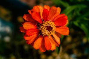 enfoque selectivo, profundidad de campo estrecha capullos de flores de naranja entre hojas verdes foto