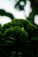 Selective focus, narrow depth of field white flower buds among green leaves photo