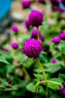 enfoque selectivo, profundidad de campo estrecha capullos de flores púrpura entre hojas verdes foto