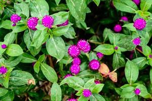 Selective focus, narrow depth of field purple flower buds among green leaves photo