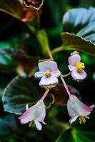 Selective focus, narrow depth of field white flower buds among green leaves photo