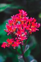 Selective focus, narrow depth of field red flowers among green leaves photo