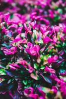 Selective focus, narrow depth of field red flowers among green leaves photo