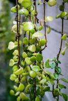 enfoque selectivo, estrecha profundidad de campo hojas verdes arrastrándose en la pared foto