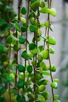 enfoque selectivo, estrecha profundidad de campo hojas verdes arrastrándose en la pared foto